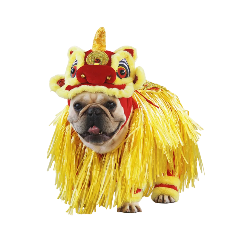 French bulldog wearing a red and gold Chinese lion dance costume, transparent background