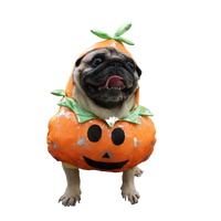 Pumpkin Halloween Costume | Dogs