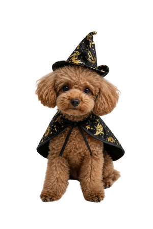 Witch Cloak & Hat Halloween Costume for Pets - poodle wearing black and gold witch cloak and hat