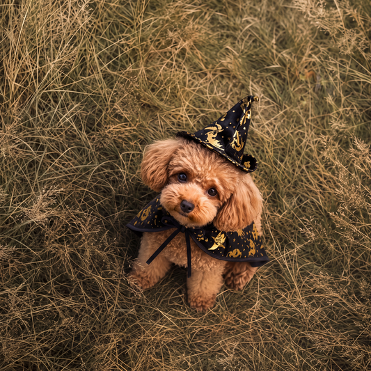 Witch Cloak and Hat Halloween Costume for Pets - Limited Edition section photo